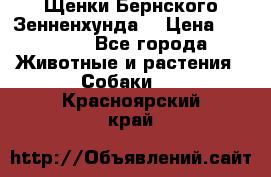 Щенки Бернского Зенненхунда  › Цена ­ 40 000 - Все города Животные и растения » Собаки   . Красноярский край